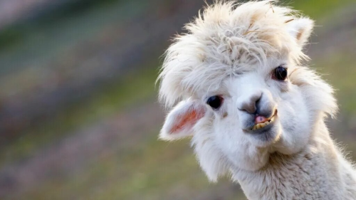 Alpaca:占据94%市场份额的币股赛道隐形基建王者